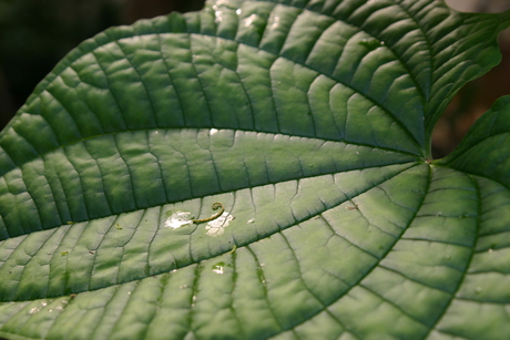 leaf.