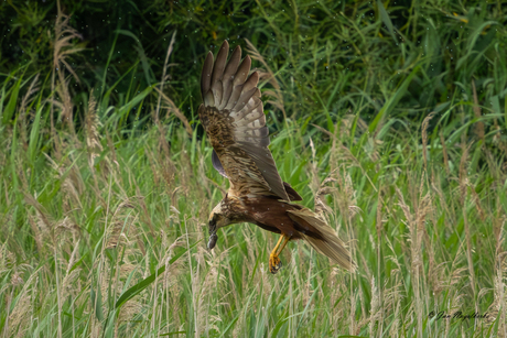 de muis is het haasje