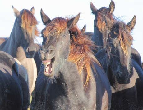 lachend wild paard