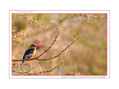 Grey-Headed Kingfisher