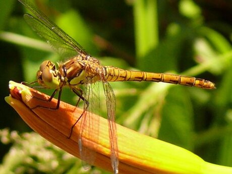 libelle op een lelie