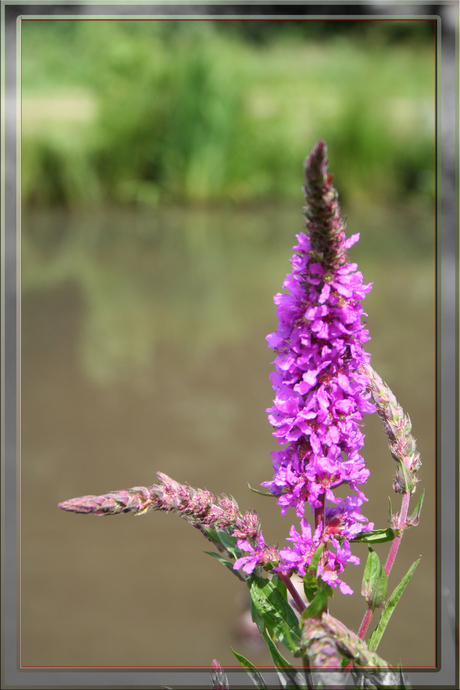 Bloemetje aan de waterkant