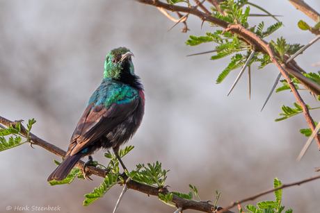 Marico Sunbird