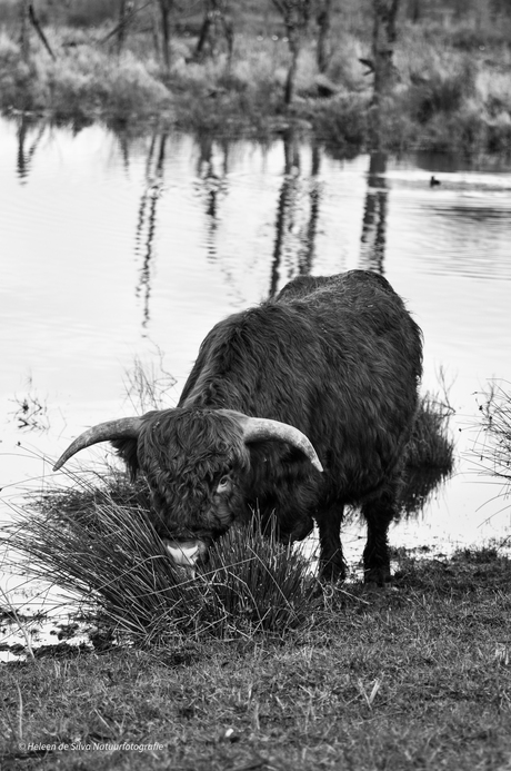 Schotse Hooglander 