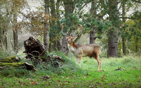 Ontmoeting in het duin