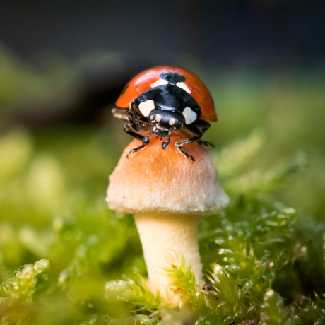 Lieveheersbeestje op paddenstoel 