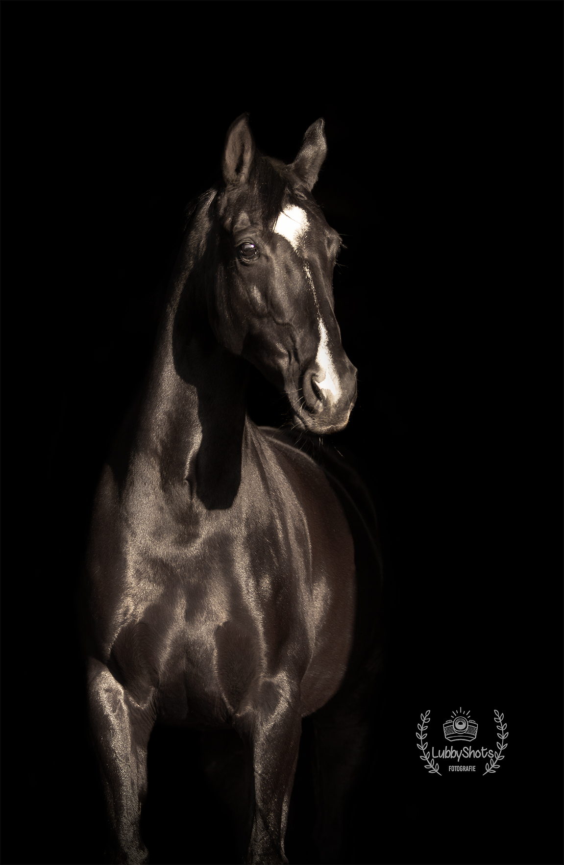 Mooi zwart paard - foto van Nonsy - Dieren Zoom.nl