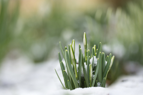 Sneeuwklokjes 1