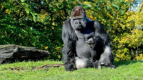Gorilla