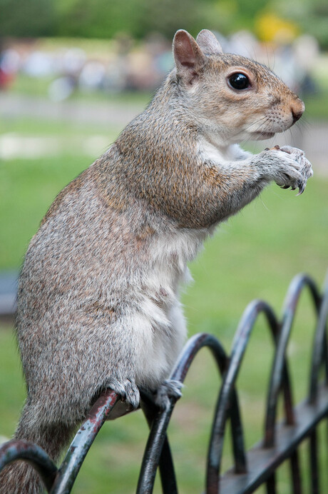 Engelse eekhoorn: very polite!