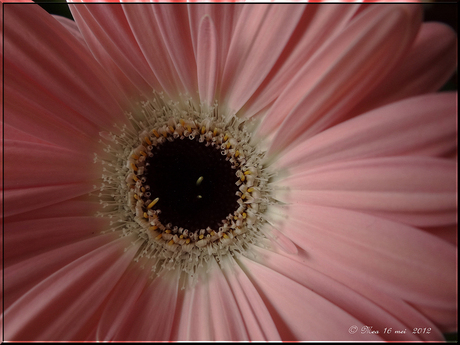 Roze Gerbera