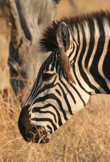 Zebra's oren worden schoon gemaakt