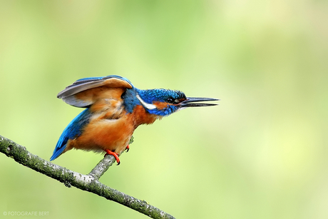 ijsvogel