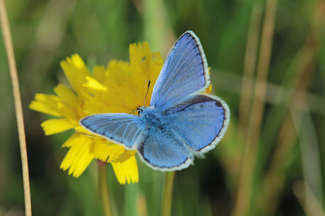 icarus-blauwtje.jpg