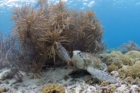Zeeschildpad Klein Bonaire