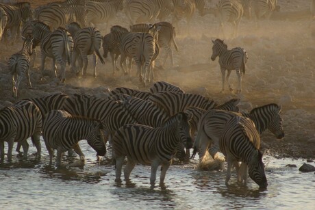 Reizende zebra's