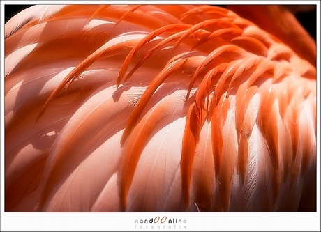 Oranje flamingo