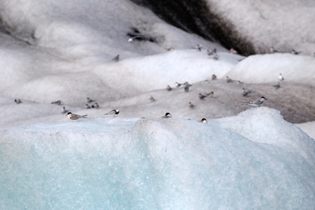 Jokulsarlon