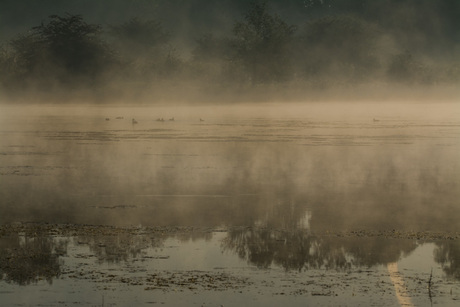 Blauwe Kamer - mist in de vroege morgen (1 van 1)