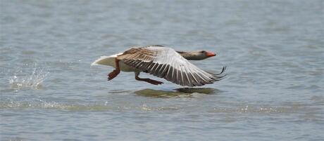 Opstijgende gans