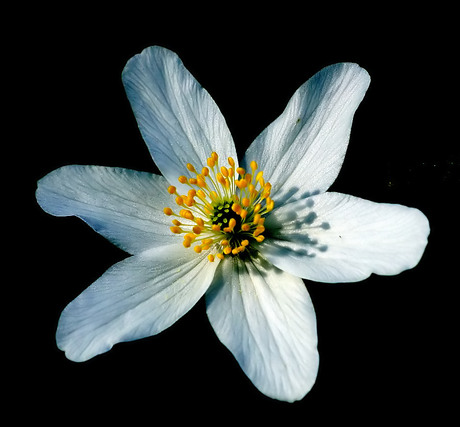 Bosanemoon ( Anemone nemorosa )