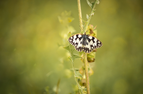 Dambordje, melanargia galathea flash back (9)