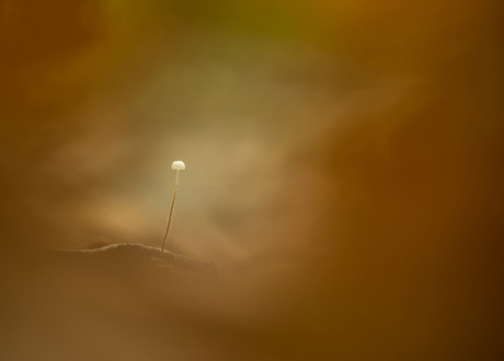 Playing on the forestfloor