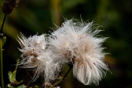 Uitgebloeide distel