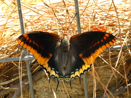 Vlinder bij vlindervallei Rhodos
