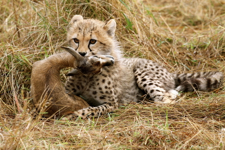 Jonge cheetah met prooi