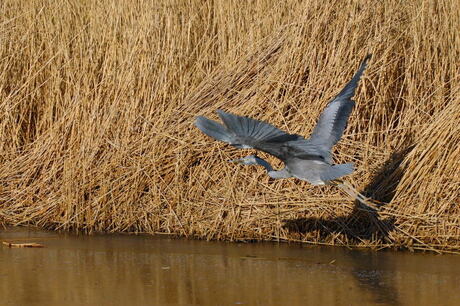 Reiger