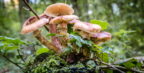 Paddenstoelen groep