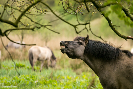 Konikpaard Ennemaborg mei 2015