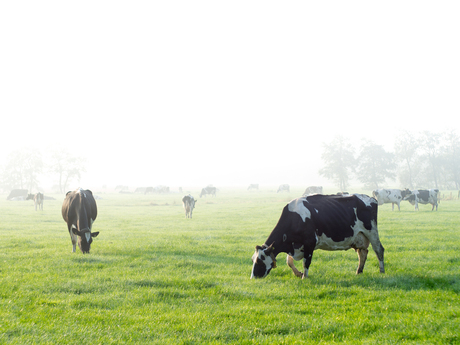 Cows in the mist