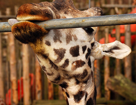 Paaltje is ook lekker!