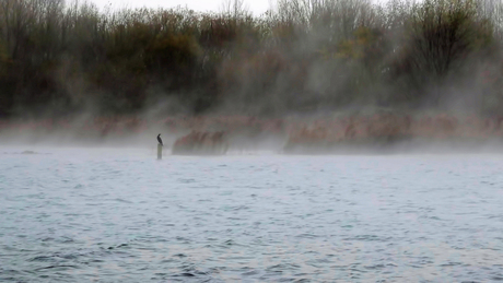 Eenzaam in de optrekkende mist.