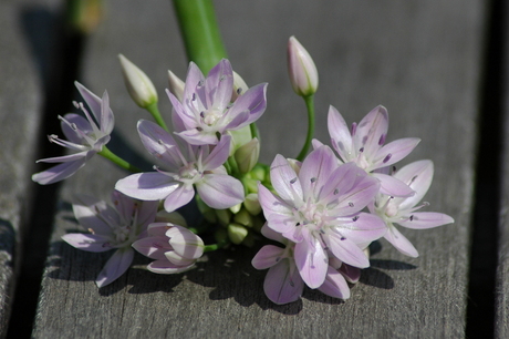 Allium