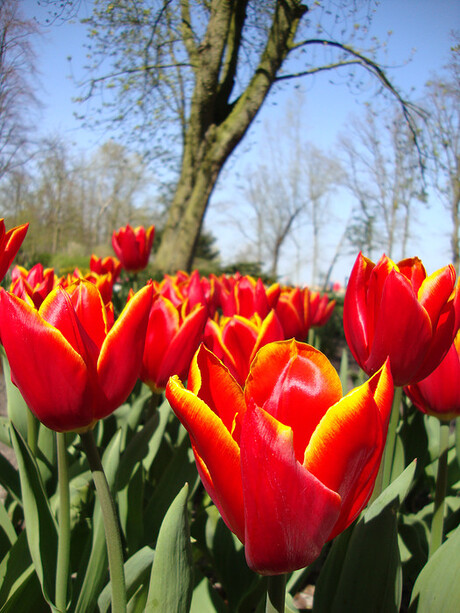 Tulpen