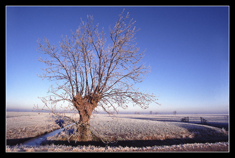 Winterse rust