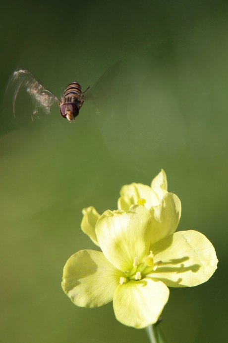 Landing zweefvlieg