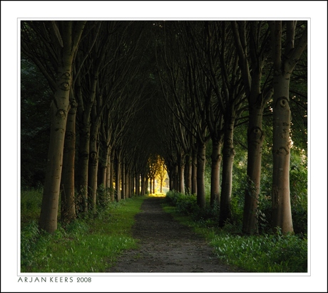 avond in het bos