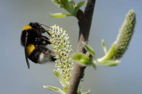 Hommel