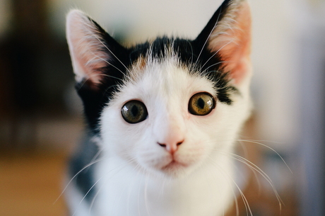 Kitten portret