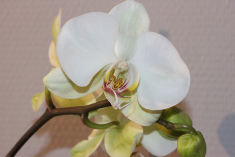 witte orchidee