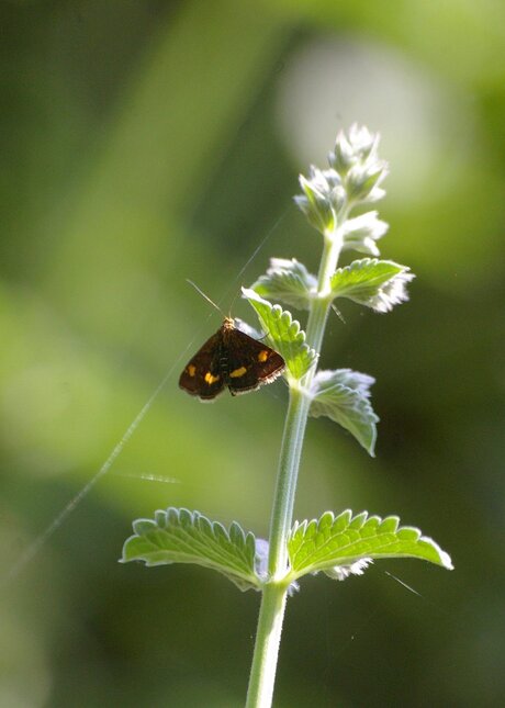 heel klein vlindertje