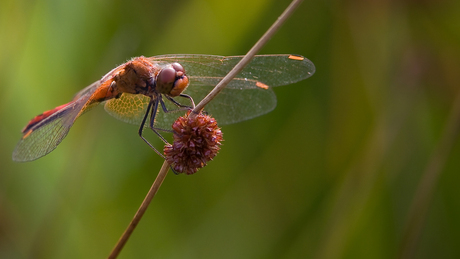 libelle