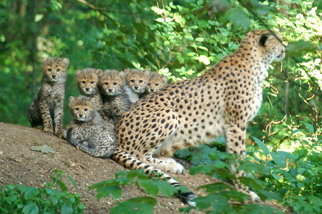 Cheetah familie; 2014 Burger's Zoo