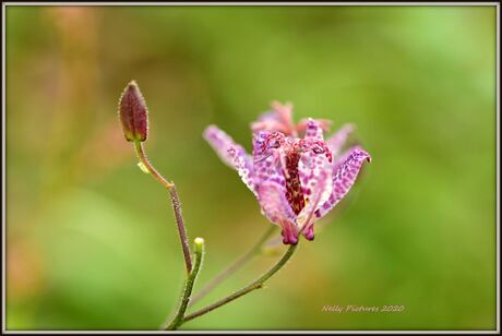 Herfstgroet in purple.