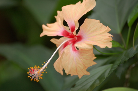 Tropische bloem