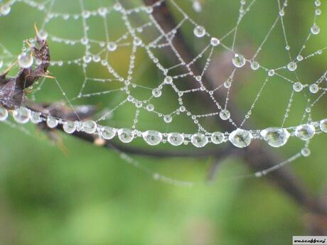 Mist en spinneweb